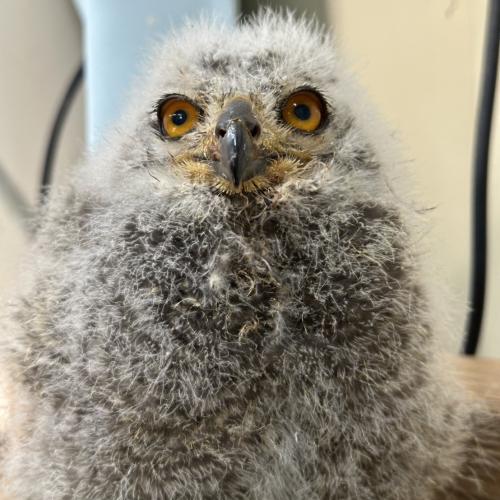 アフリカワシミミズク